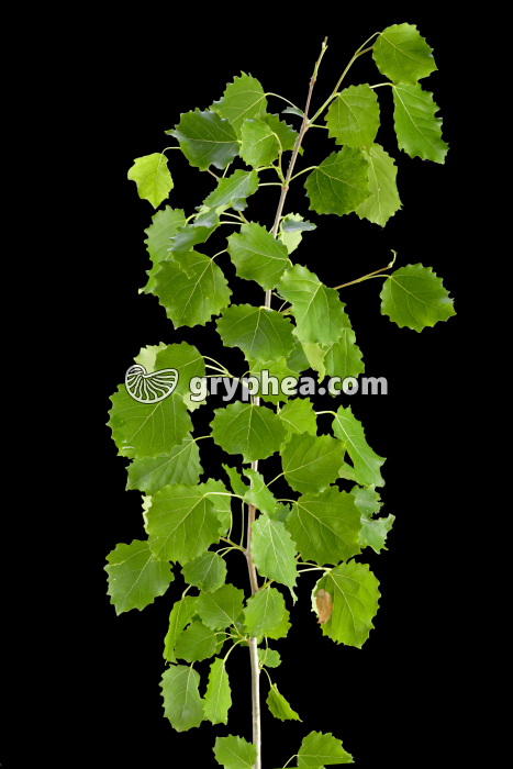 Peuplier tremble - Rameau avec feuilles (Populus tremula)  - gryphea.com